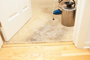 Carpet Stain Removal Rosebud